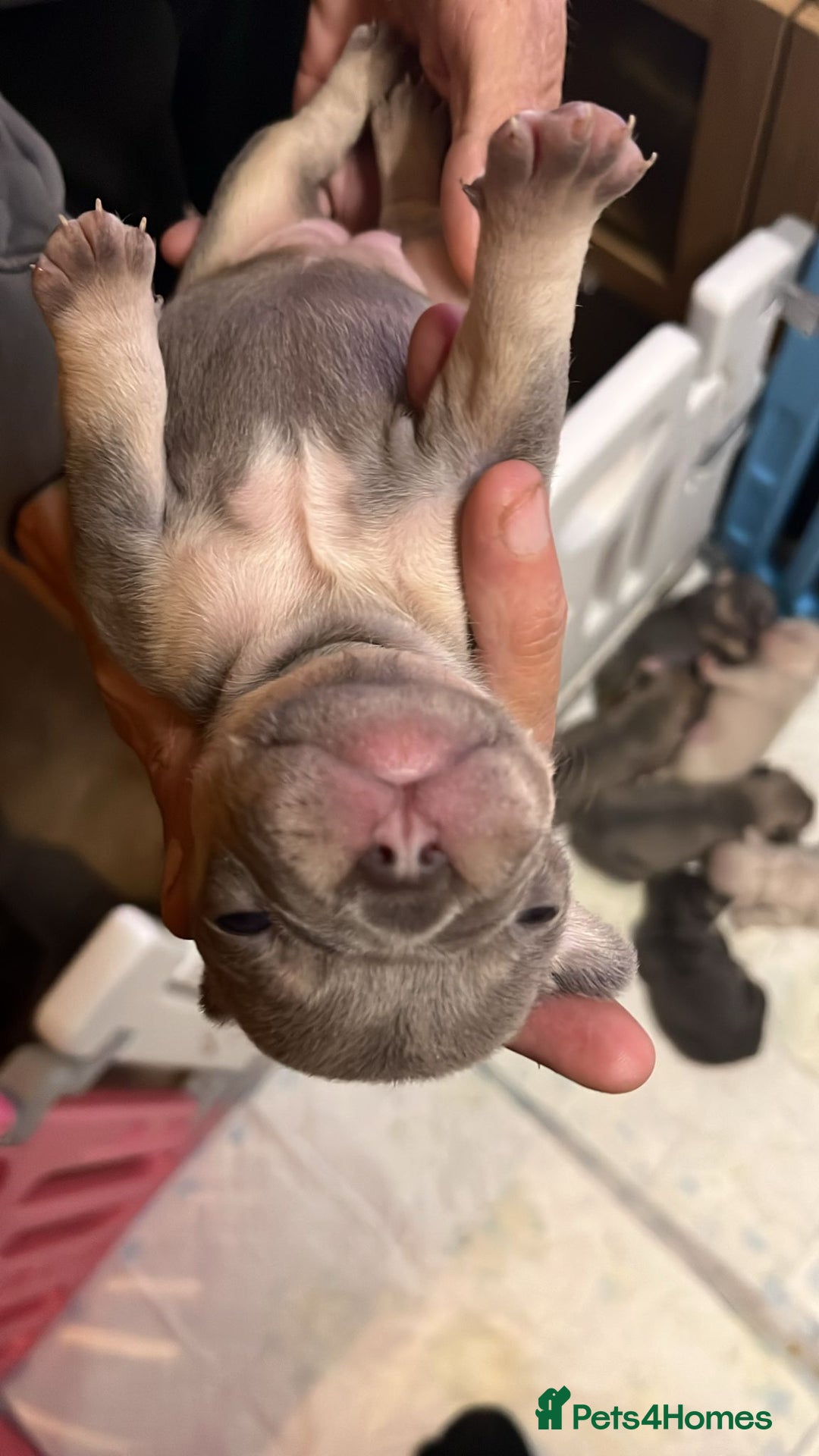 French Bulldog dogs for sale: 7 Stunning Babies ❤️💙 - Image 27
