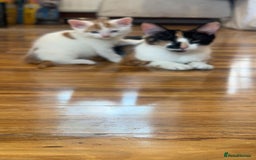 Mixed Breed cats for sale: Beautiful kittens looking for new homes!! - Image 2
