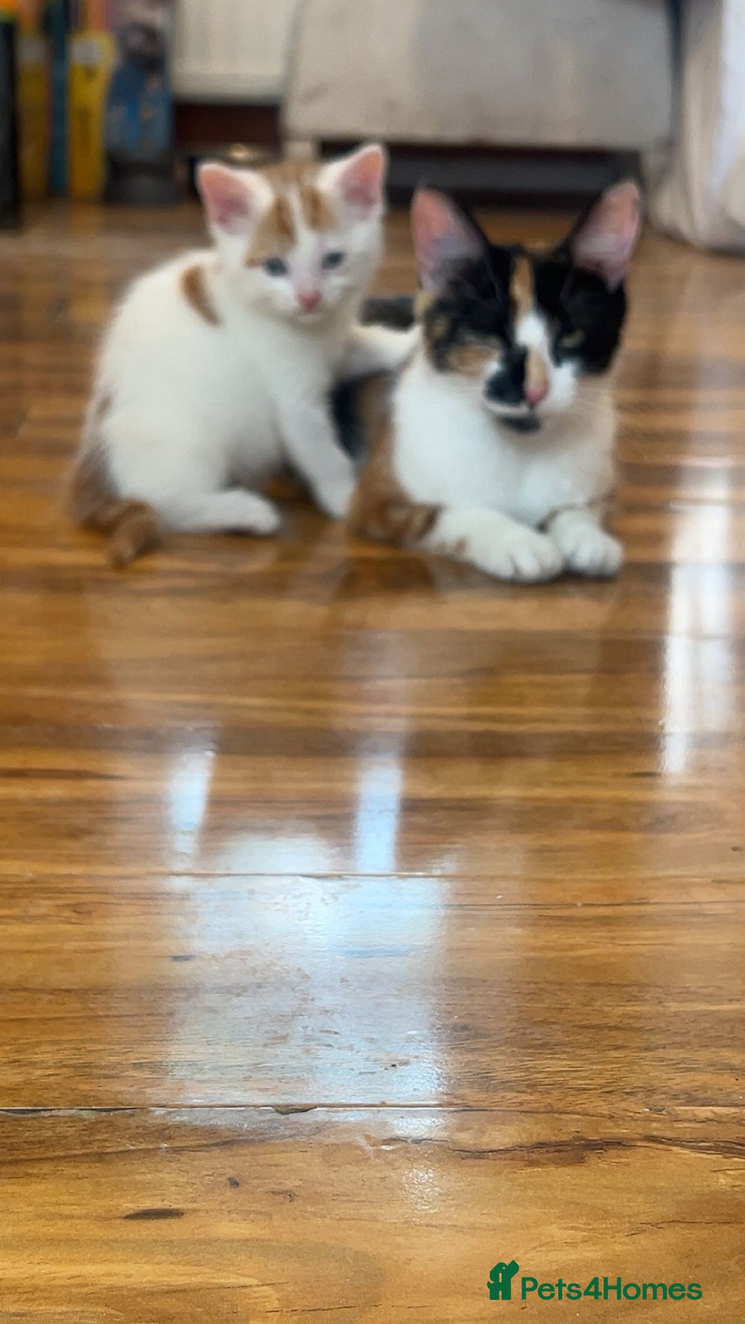 Mixed Breed cats for sale: Beautiful kittens looking for new homes!! - Image 2