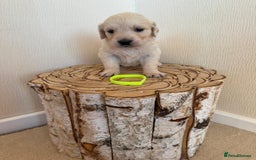 Golden Retriever dogs for sale: Golden retriever puppys - Advert 8