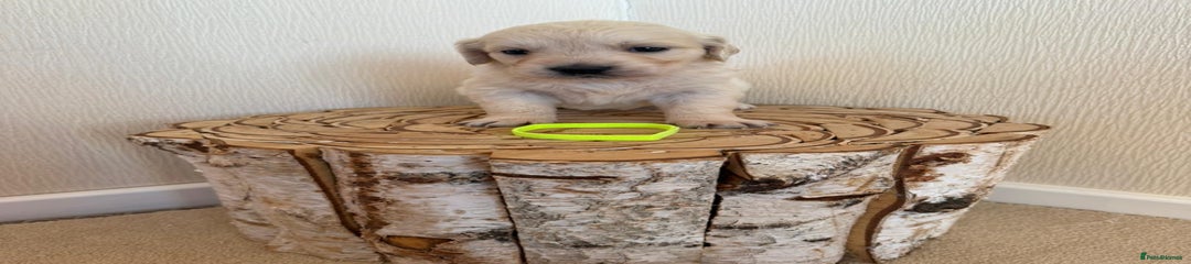 Golden Retriever Puppy 6