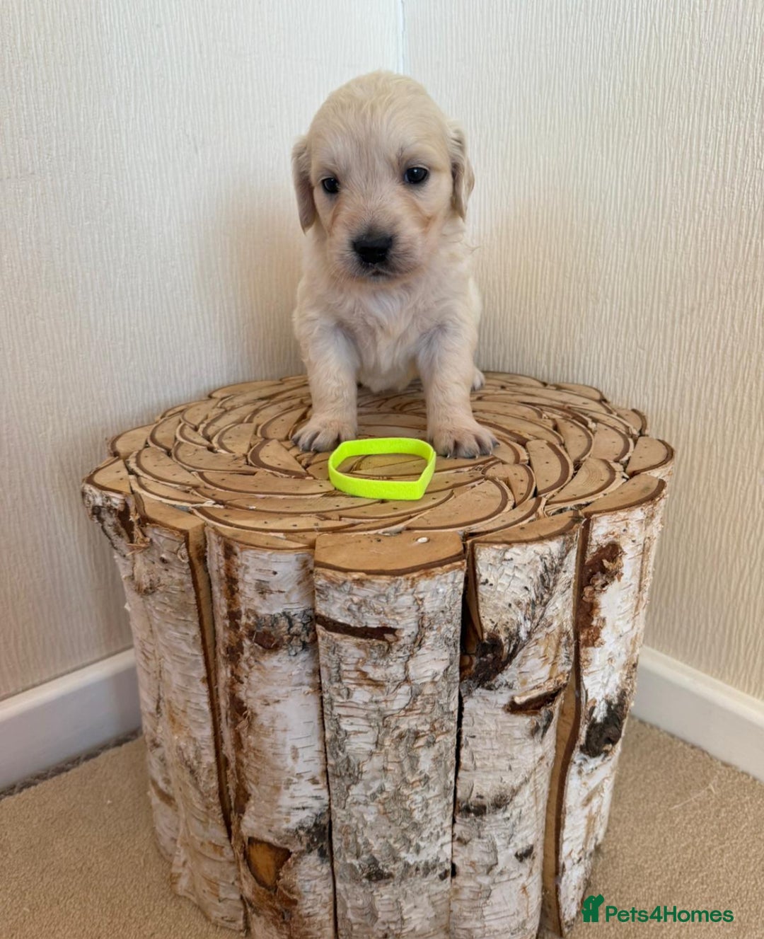 Golden Retriever dogs for sale: Golden retriever puppys - Advert 8