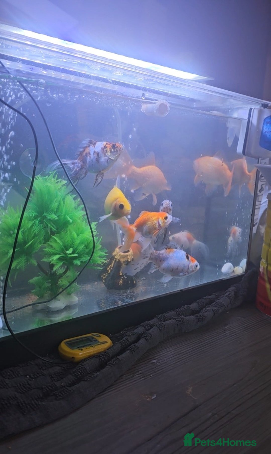 Goldfish fish for sale: Goldfish - Advert 5