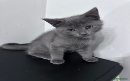 Siberian cats for sale: Siberian cross kittens - Image 12