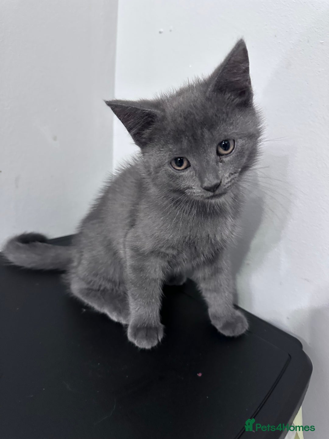 Siberian cats for sale: Siberian cross kittens - Image 12