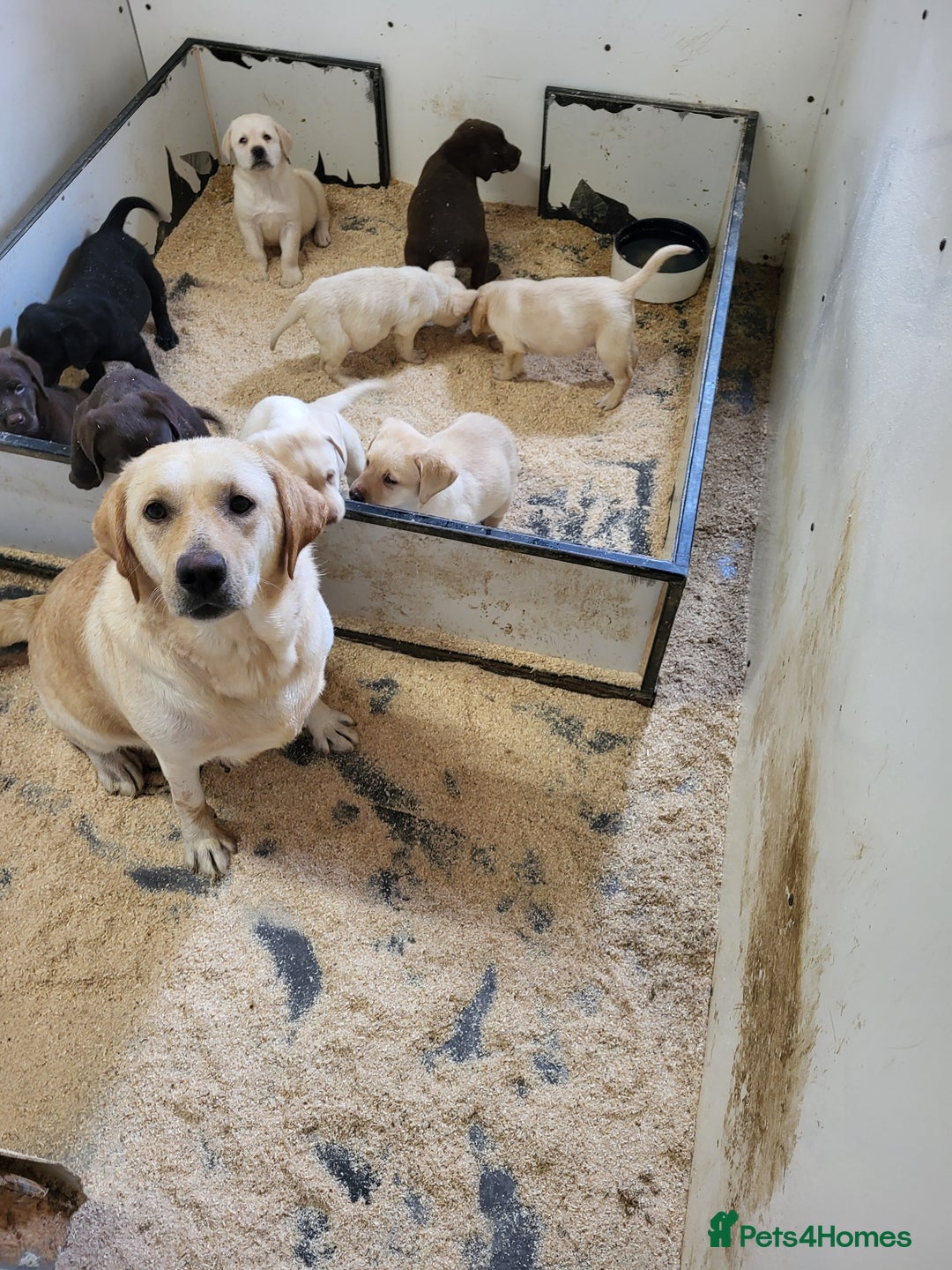 Labrador Retriever dogs for sale: Labrador puppies  - Image 6