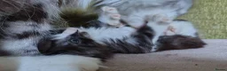 Norwegian Forest Cat cats for sale: Beautiful pedigree Norwegian Forest kittens  - Advert 8