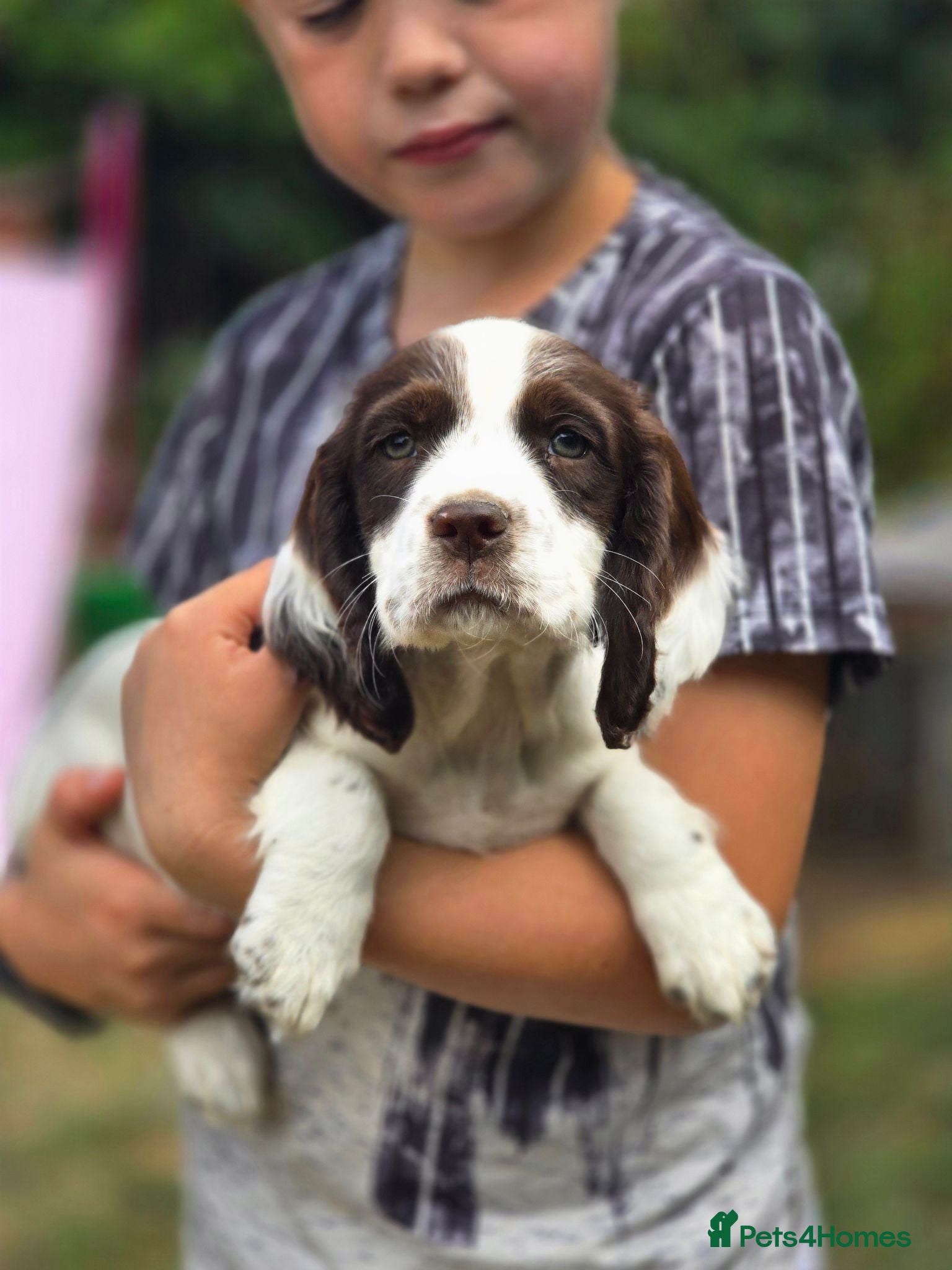Mixed Breed dogs Clumber springer cocker 2 available  - Advert 17