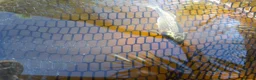 Koi Carp fish for sale: Natural bred Koi  in Felixstowe - Advert 3