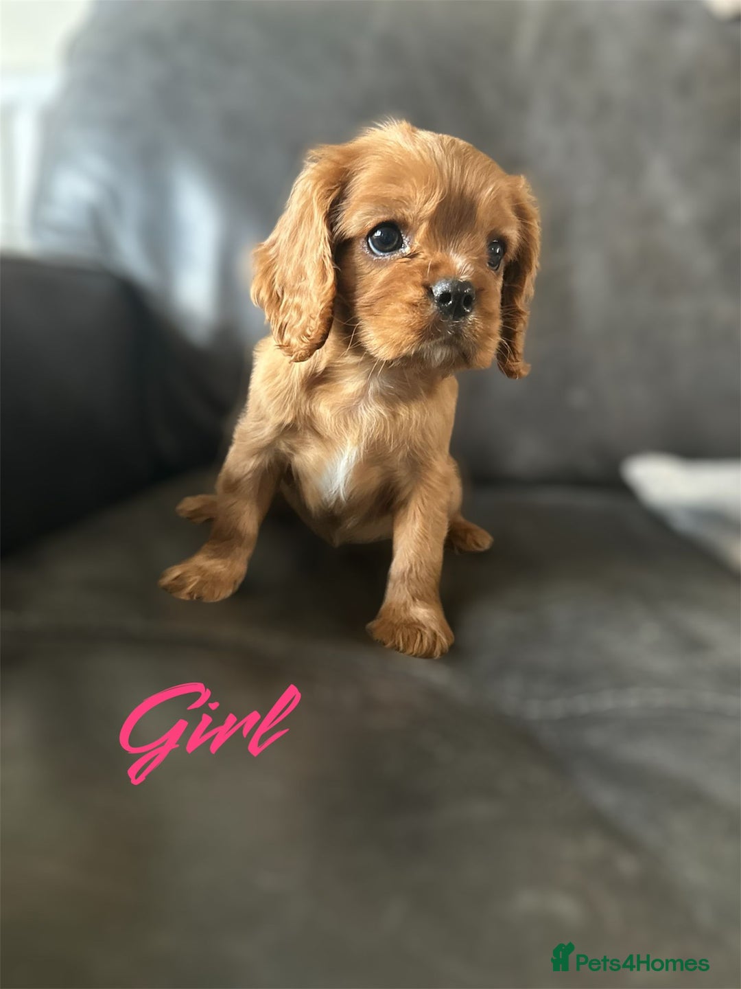 Cavalier King Charles Spaniel dogs for sale: CAVALIER KING CHARLES PUPPIES DNA CLER - Image 7