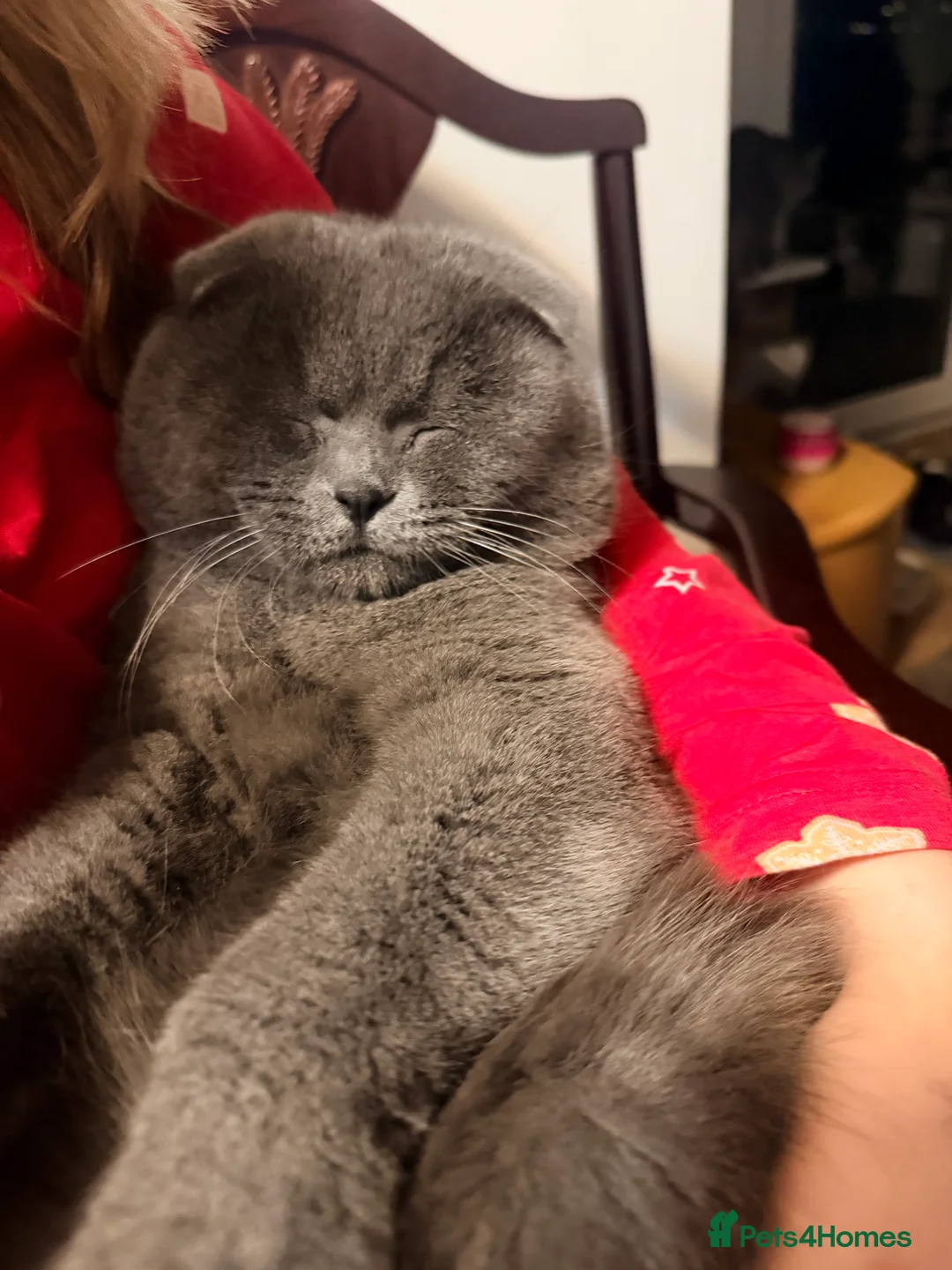 Scottish Fold cats for sale: Scottish fold❤️❤️❤️❤️ - Advert 14