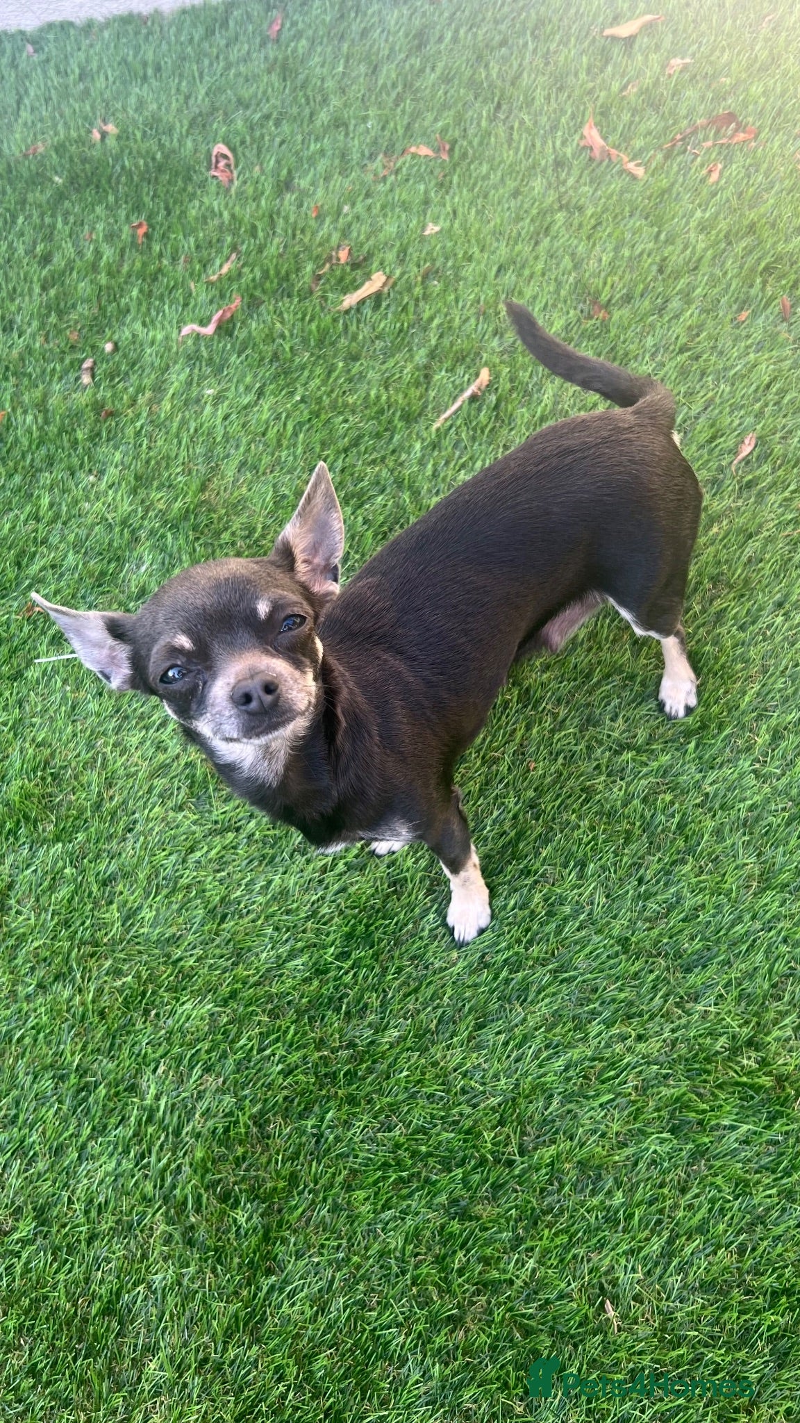 Chihuahua dogs Beautiful Chihuahua female  - Advert 1
