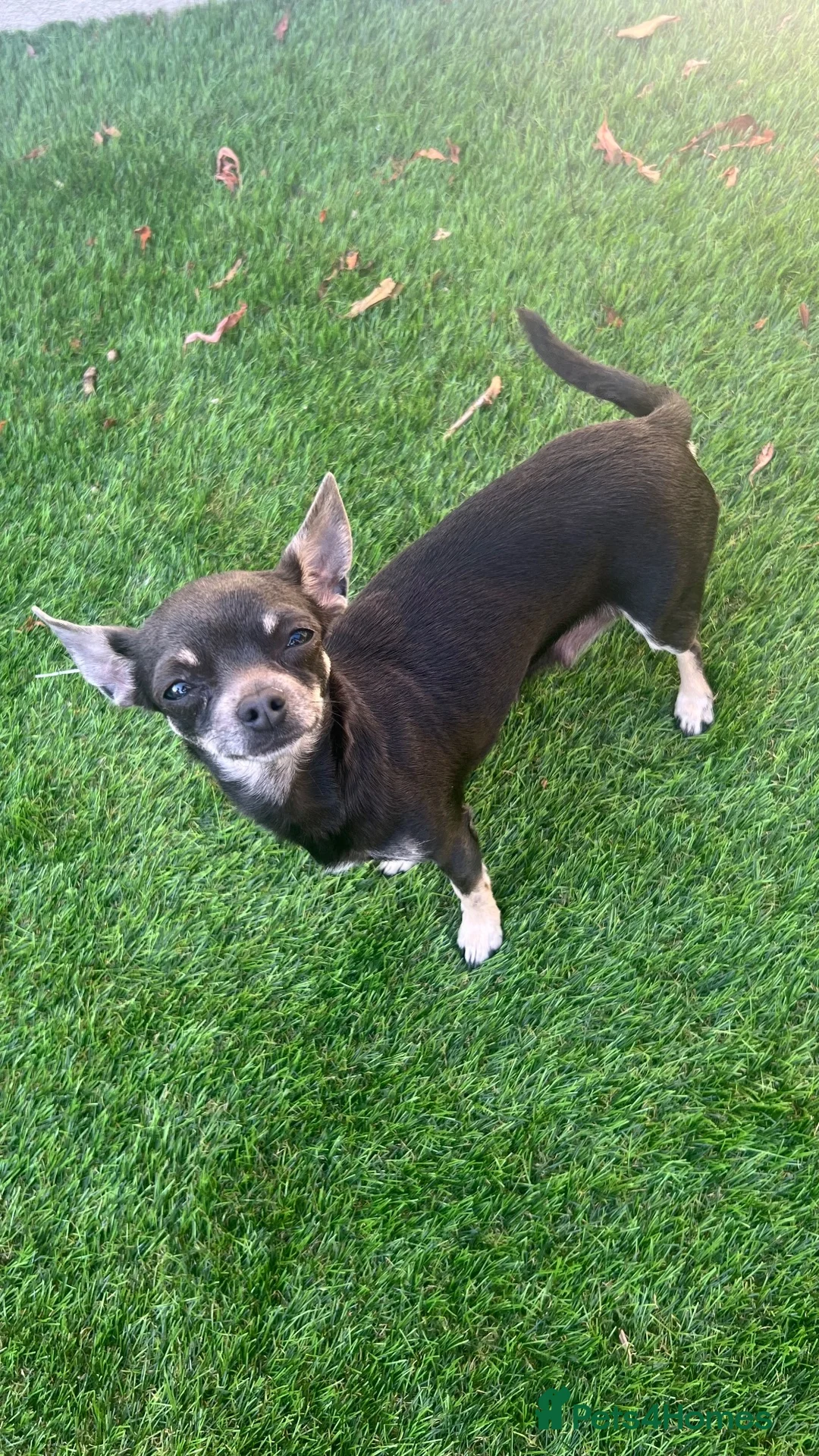 Chihuahua dogs for sale: Beautiful Chihuahua female  - Advert 1