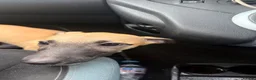 Whippet dogs for sale: WHIPPET PUPPIES  - Advert 6