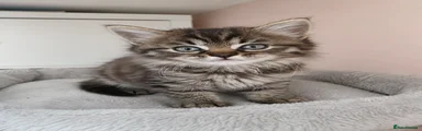 Kitkat