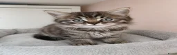 Maine Coon cats for sale: Half main coon kittens - Advert 3