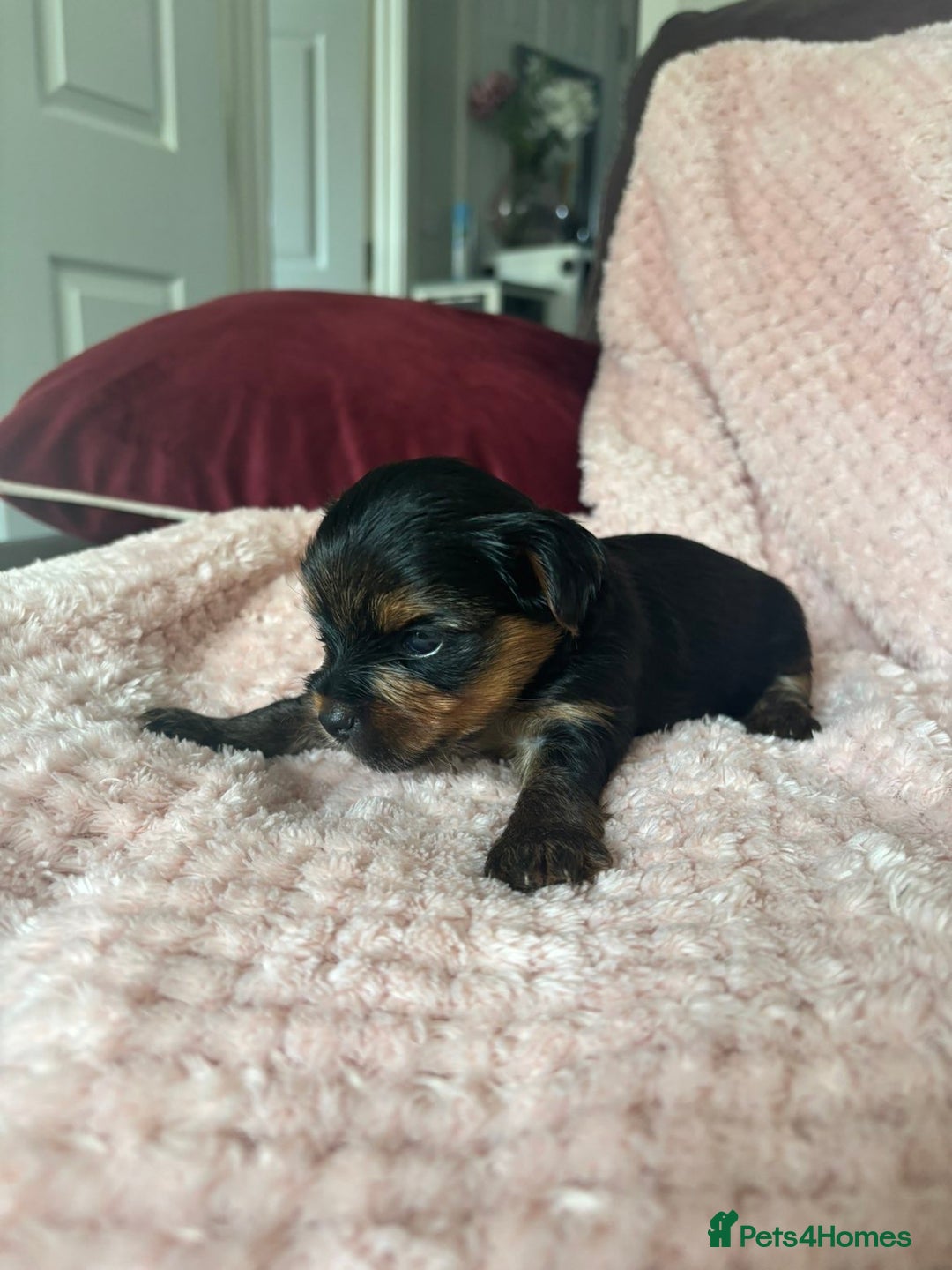 Yorkshire Terrier dogs for sale: Miniature Yorkshire Terrier Puppies  - Image 25