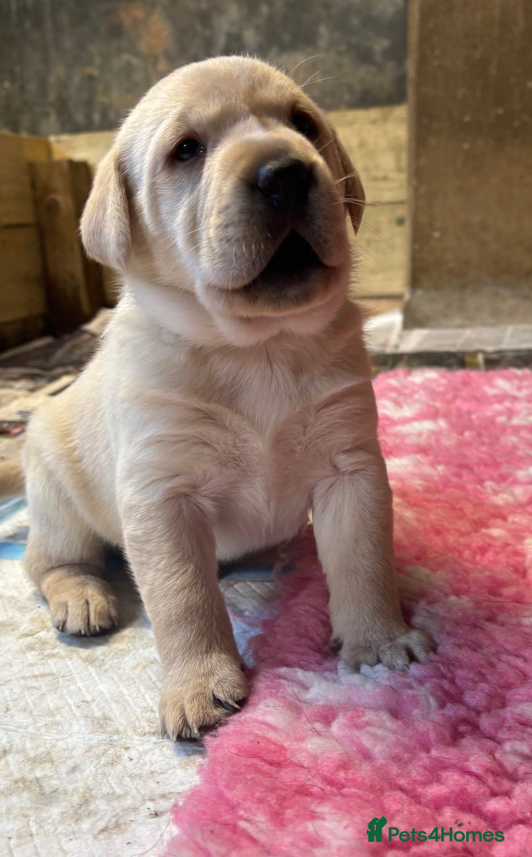 Labrador Retriever dogs for sale: Beautiful health tested Labrador puppies  - Advert 6