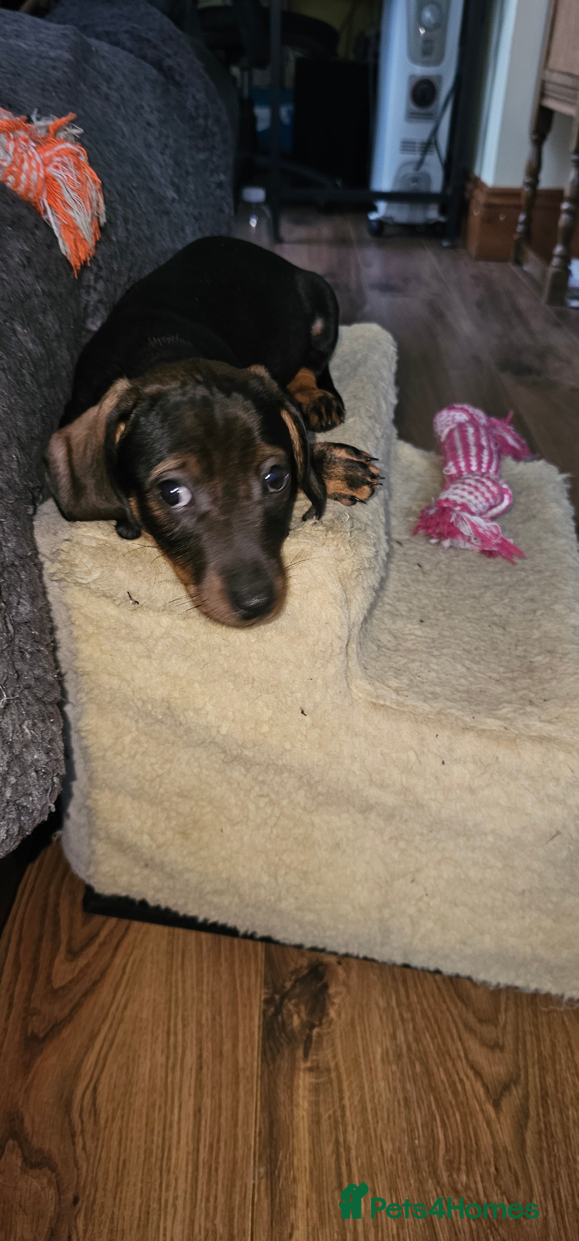 Miniature Dachshund dogs Miniature Daschund Puppies 6 Boys ONLY 2 LEFT 🩵💙 - Advert 9