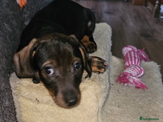 Miniature Dachshund dogs Miniature Daschund Puppies 6 Boys ONLY 2 LEFT 🩵💙 - Advert 9