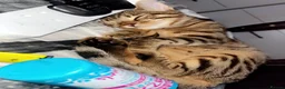 Bengal cats for sale: Bengal kittens for sale.  - Advert 1