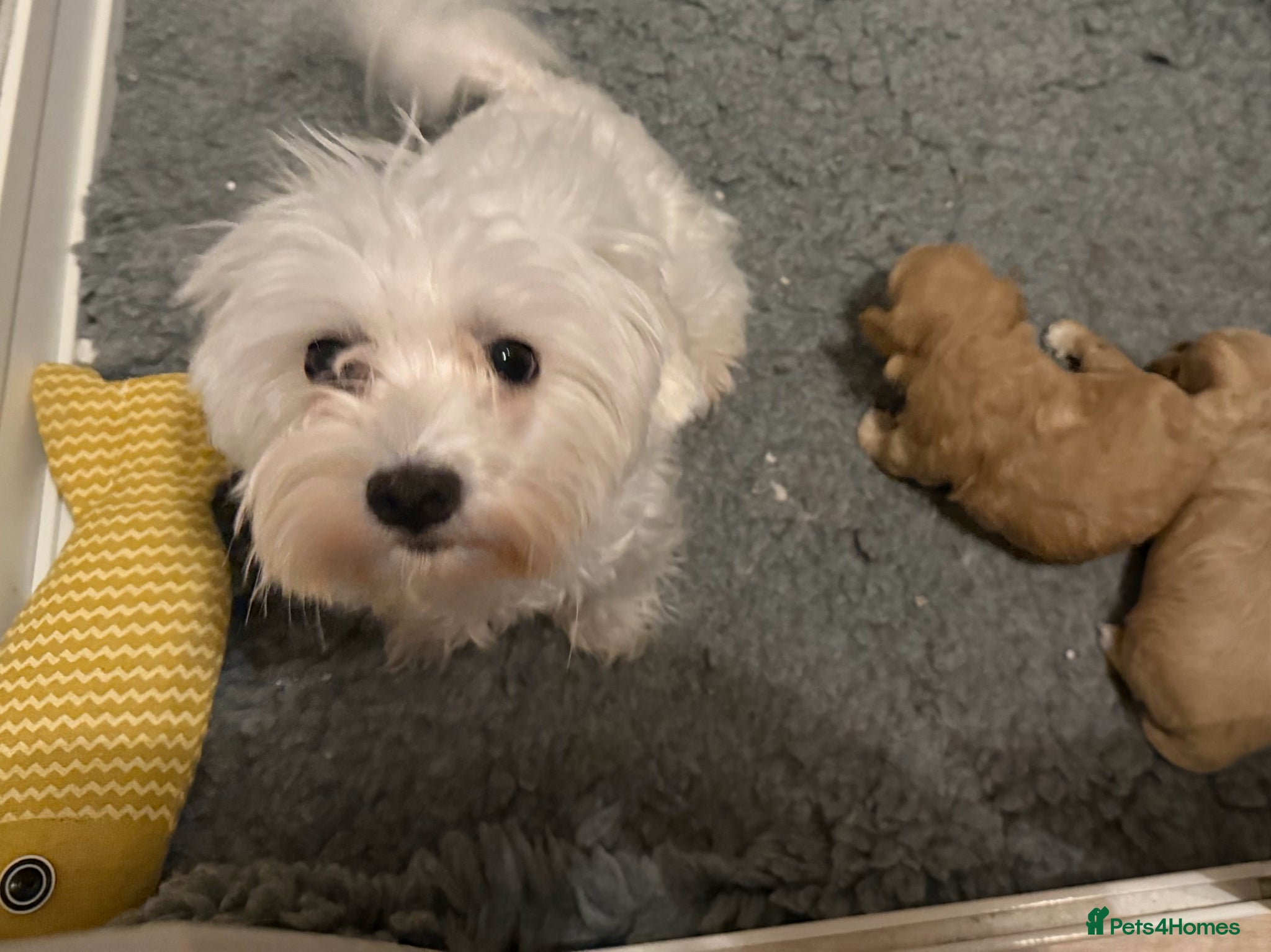 Maltipoo dogs for sale: Asian/Korean *DNA TESTED* teddy bear maltipoos - Advert 5