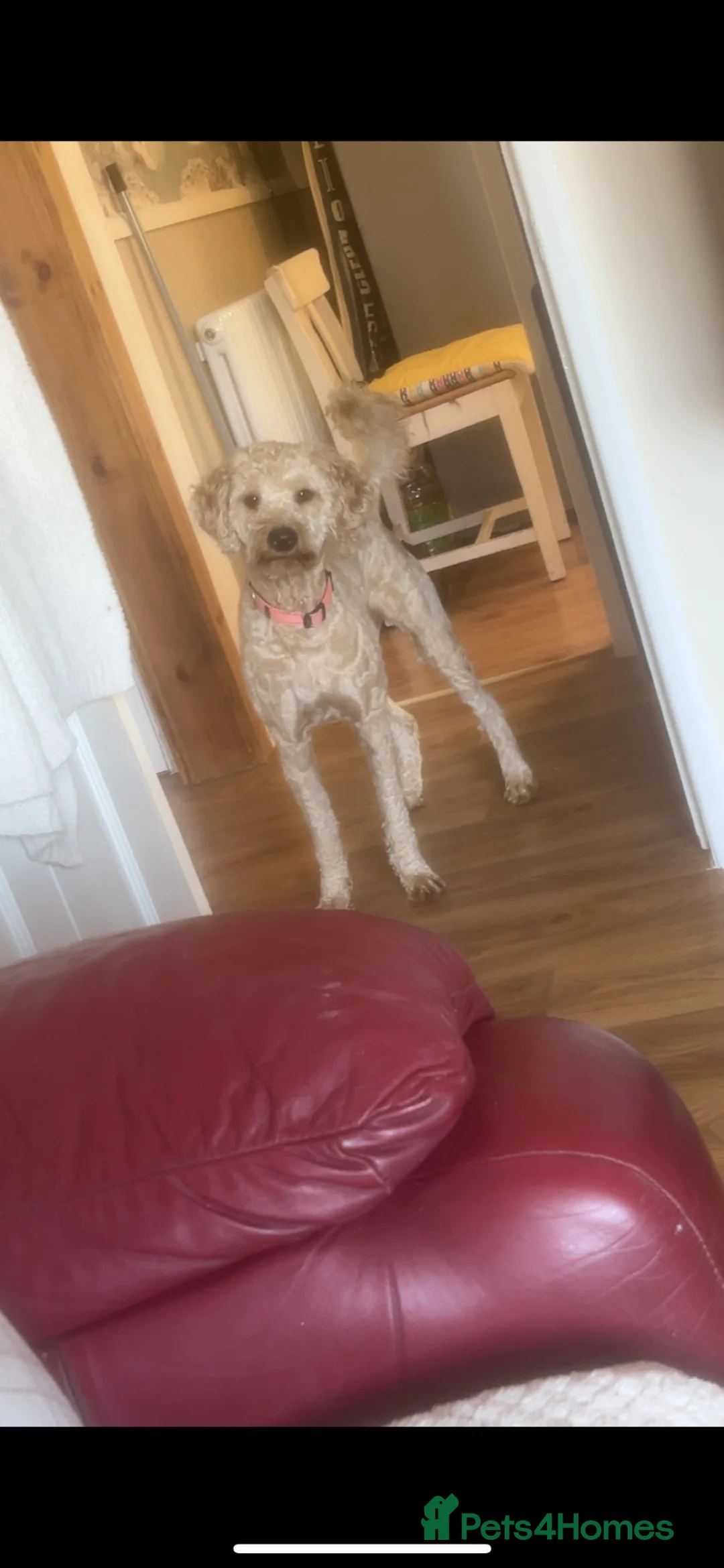 Cockapoo dogs for sale: Forever home for Nala in Derby - Advert 2