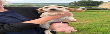 Cocker Spaniel 2