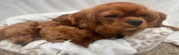 Cavapoo dogs for sale: Cavapoo puppies - Advert 39