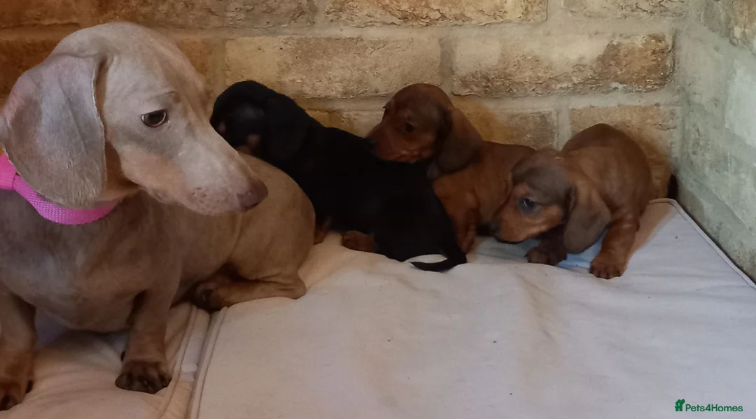Dachshund dogs for sale: Stunning mini dachshund puppies! - Advert 1