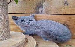 British Shorthair cats for sale: Pedigree British Shorthair Kittens - Image 31