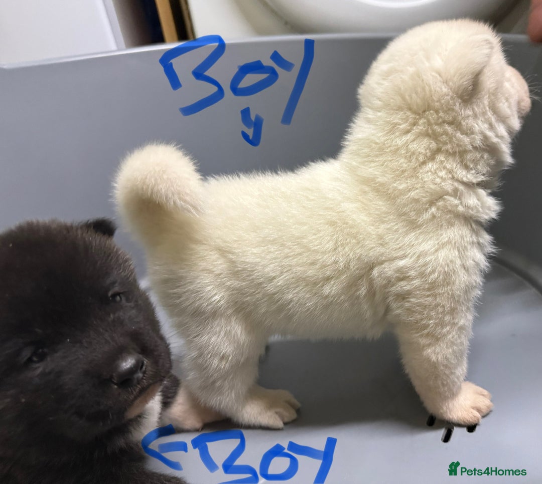 Akita dogs for sale: American Akita Puppies - Image 8