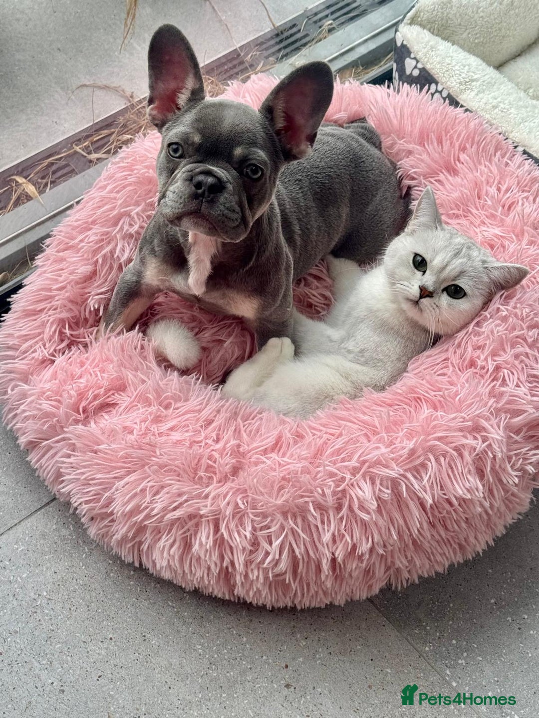 French Bulldog dogs for sale: 7 Month Old Female French Bulldog For Sale - Advert 6