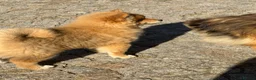 Japanese Shiba Inu dogs for sale: Shiba Inu puppies parents health tested  - Advert 3