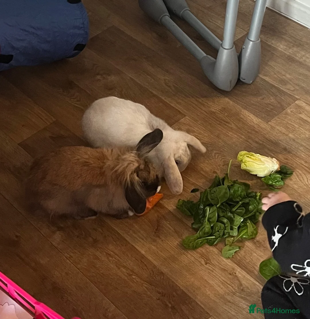 Mini Lop rabbits for sale: Pair of mini lop bunnies looking for homes - Advert 4