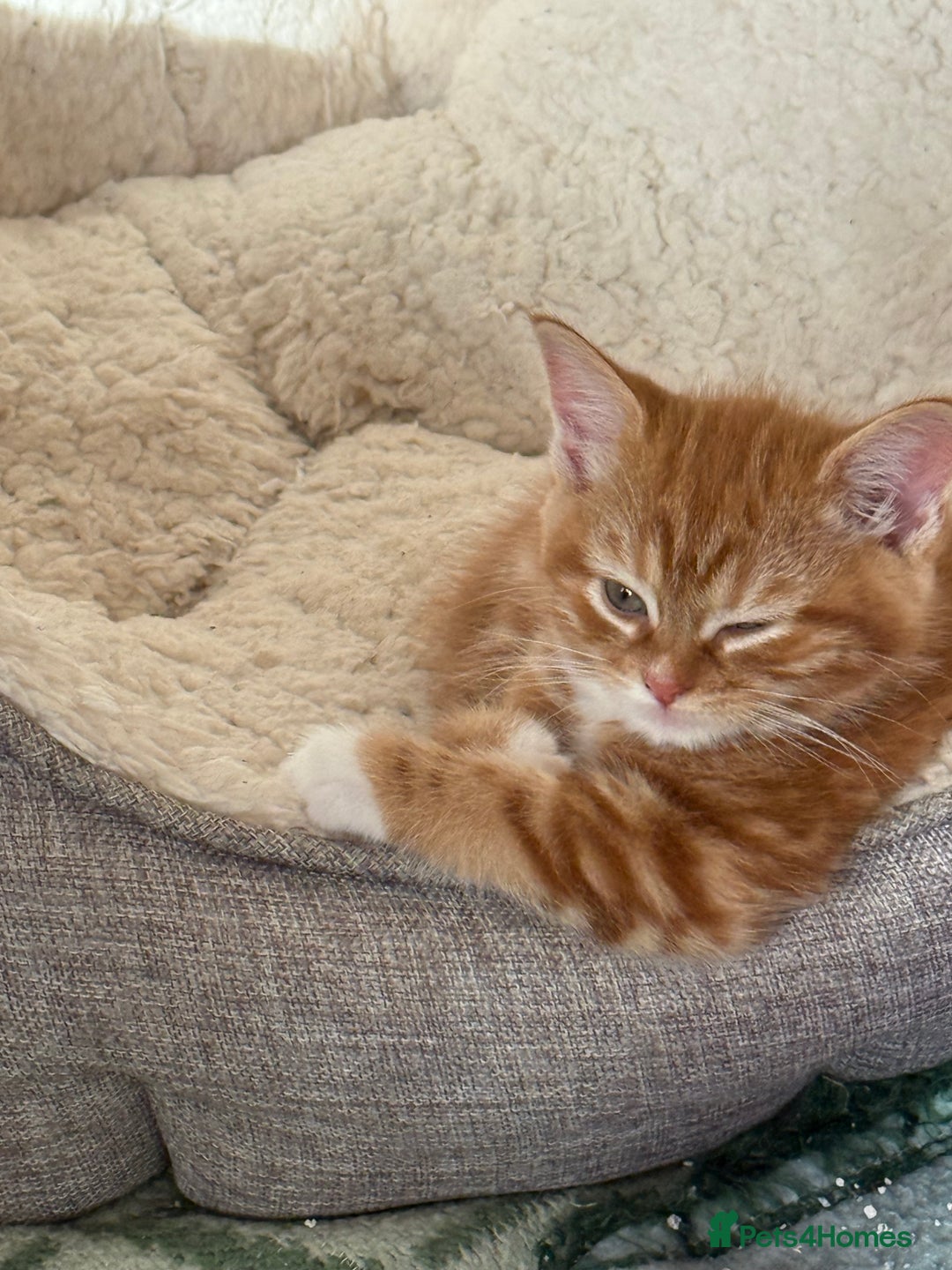 Maine Coon cats for sale: Maine coon - Advert 2