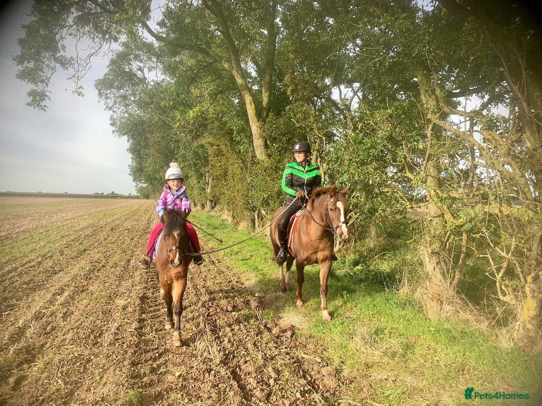 Welsh Section B horses for sale: Welsh part bred lead rein / confident first ridden - Advert 11