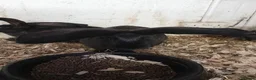 Continental Giant rabbits for sale: continental giant rabbits for sale ready go  now - Advert 6