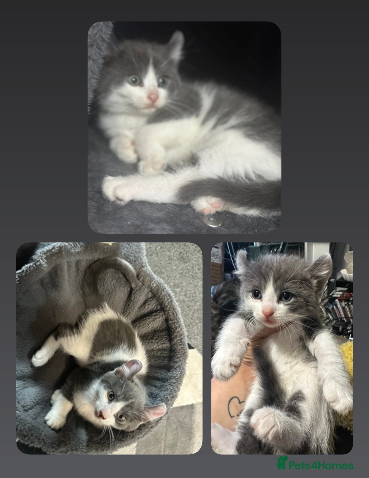 Mixed Breed cats Blue and white unique American kitten ready now!!! - Advert 9