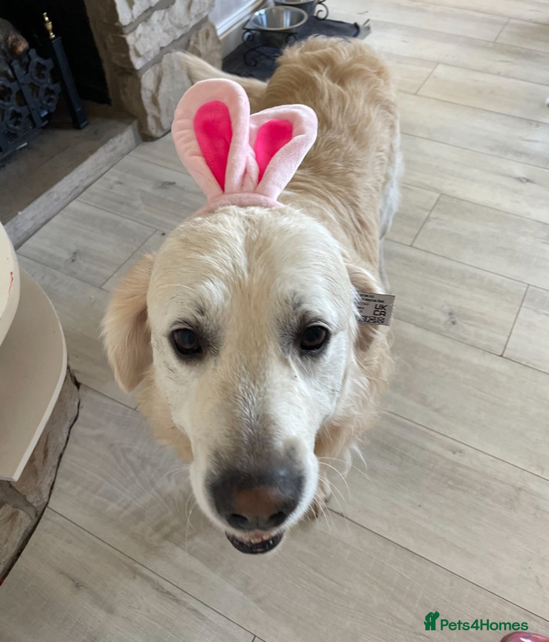 Golden Retriever dogs for stud: Beautiful golden retriever for stud  - Image 5