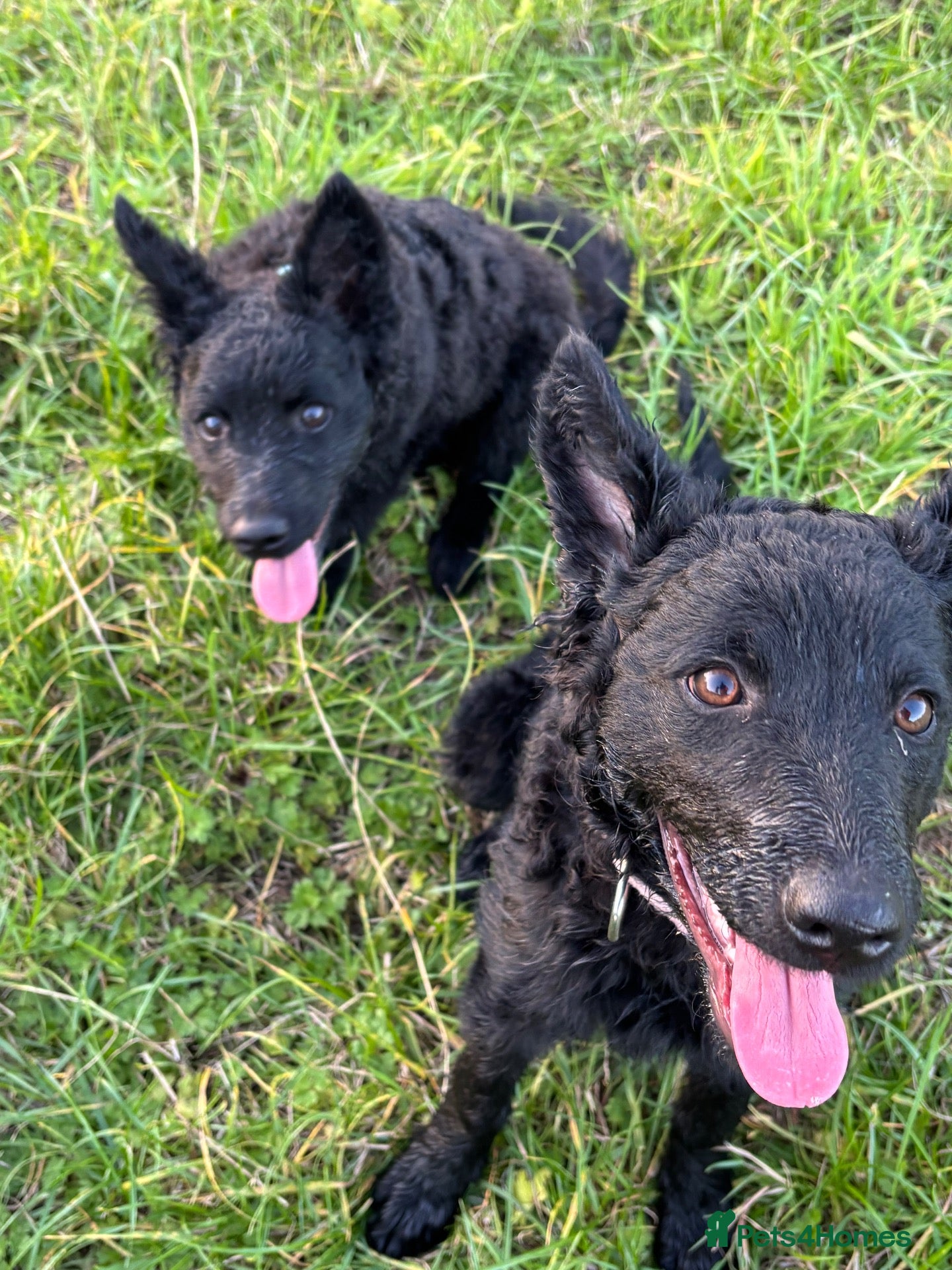 Mudi dogs for sale: KC registered Hungarian Mudi puppies  - Advert 2