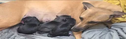 Mixed Breed dogs for sale: Whippet/Lurcher cross - Advert 2