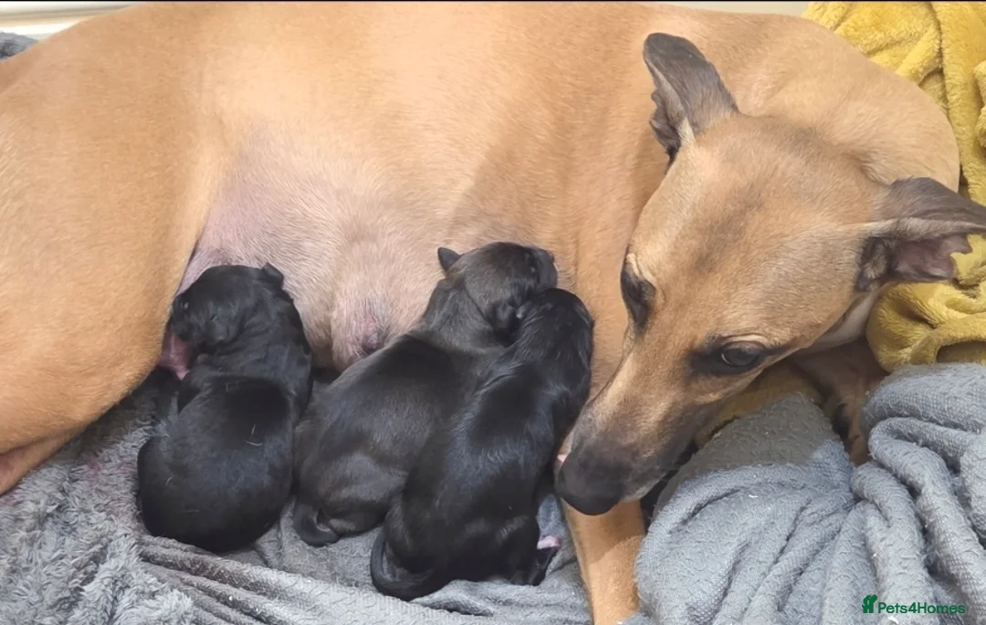 Mixed Breed dogs for sale: Whippet/Lurcher cross - Advert 2