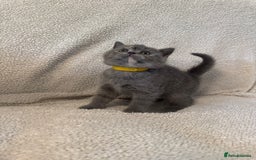 British Shorthair cats for sale: Yellow collar - British Shorthair Kittens For Sale - Image 4