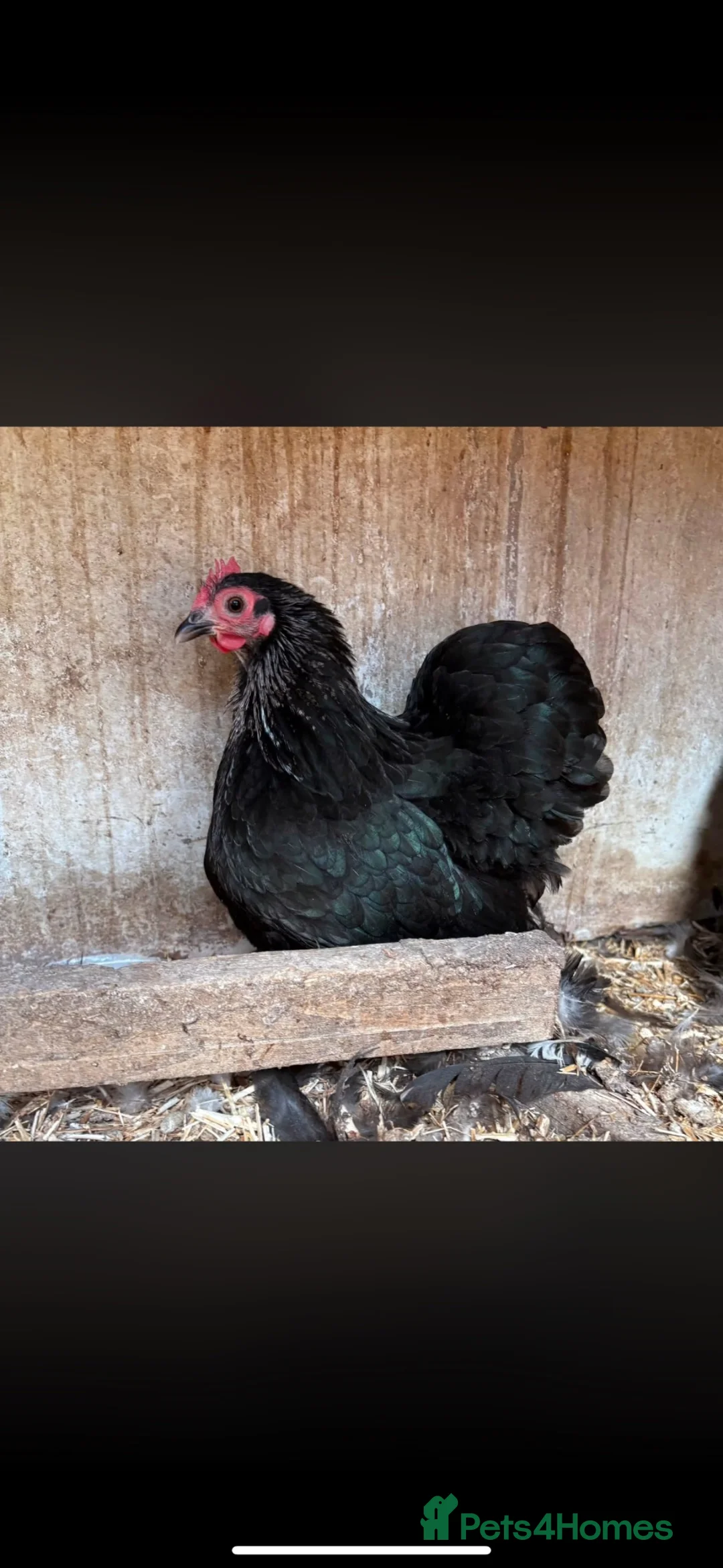 Chickens poultry for sale: Silver Birchin Trio - Advert 2
