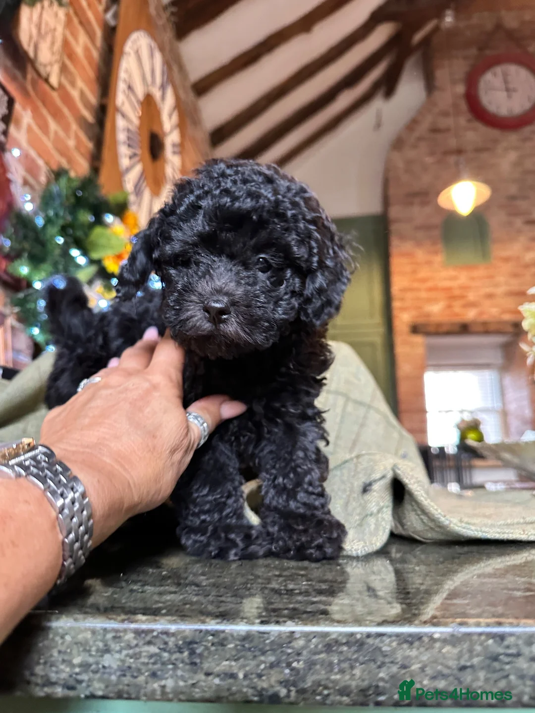 Toy Poodle dogs for sale: BEAUTIFUL KC REG BLACK TOY POODLE PUPPY GIRL  - Advert 2