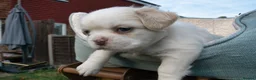 French Bulldog dogs for sale: RARE FLUFFY FRENCH BULLDOGS | 5KC REG | DNA CERT - Advert 6