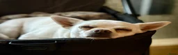Chihuahua dogs for sale: Neutered 2yr old cream male chihuahua for sale - Advert 4