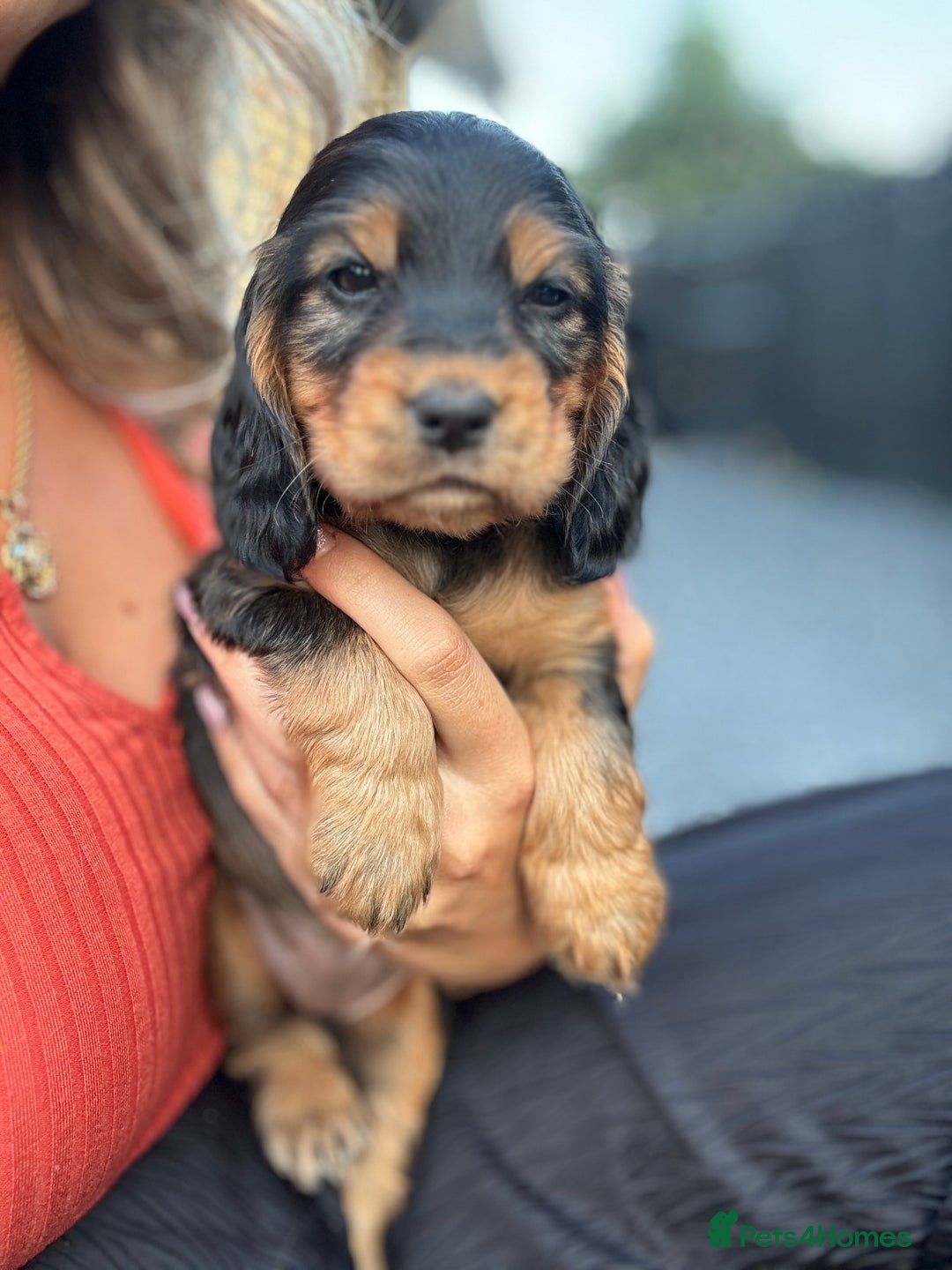 Cocker Spaniel dogs for sale: Show cocker spaniels  - Image 17