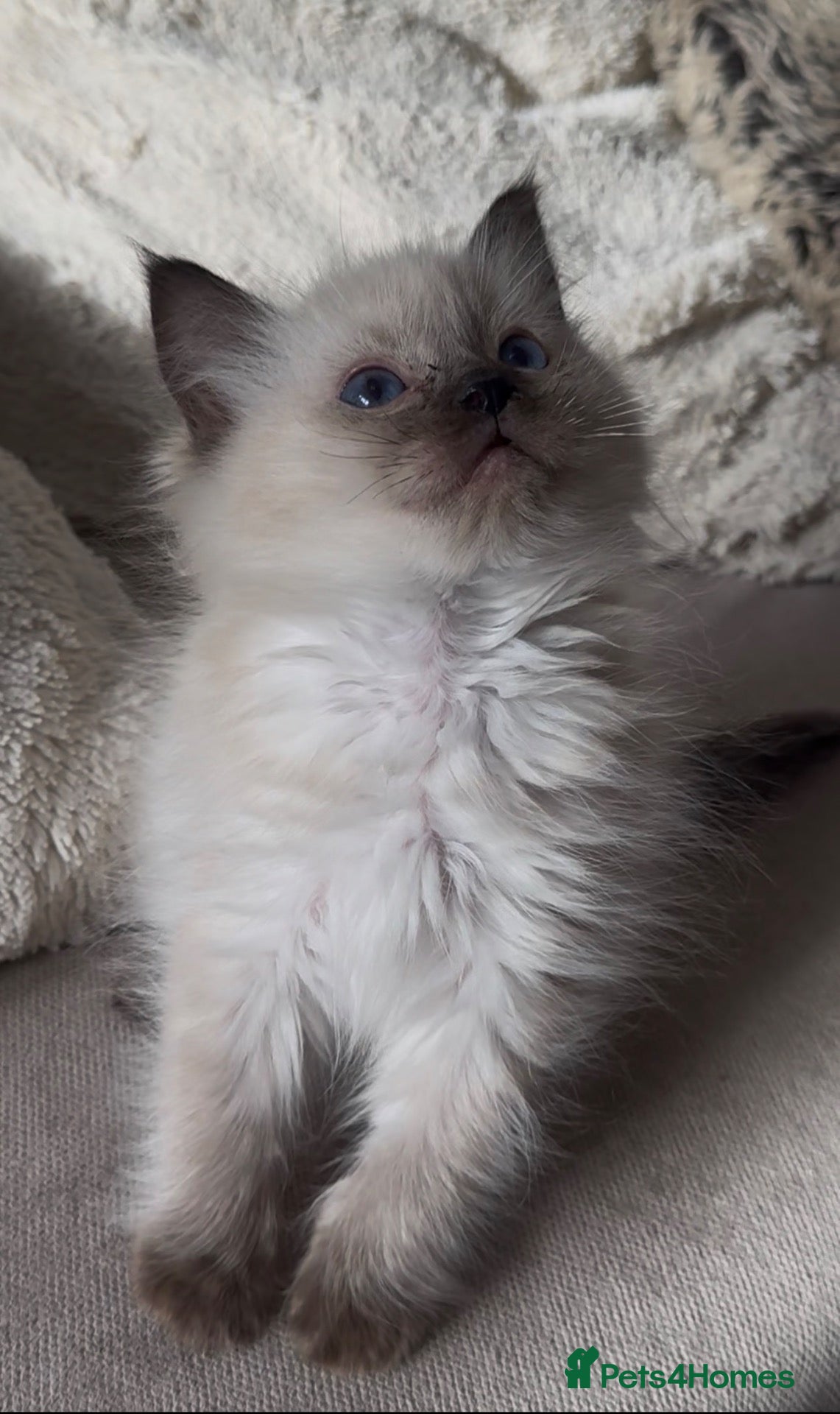 Ragdoll cats GCCF champion ragdoll kittens 1 left girl 🐱 - Advert 2